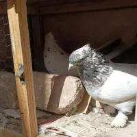 کله دمسبز و کله دم رج