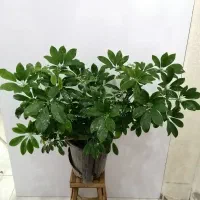 گل های مناسب آپارتمانی|گل و گیاه طبیعی|صدرا-فارس, فاز ۱|دیوار