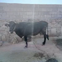 گاو با گوساله سالم وخوشخوراک|حیوانات مزرعه|اهواز, ۳۰ متری|دیوار