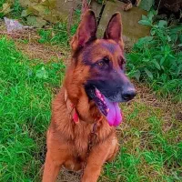 بچه سگ ژرمن