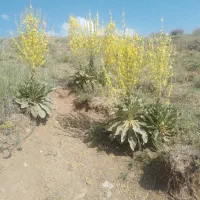 کاه گندم دیمی