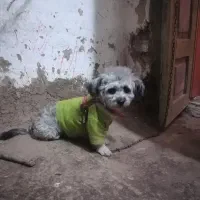 ماده‌ شیتزو کراس|سگ|گرگان, |دیوار