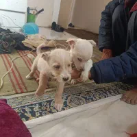 توله سگ پا کوتاه|سگ|مشهد, چاهشک|دیوار