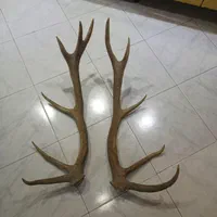 شاخ قدیمی و تزئینی دکوری