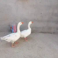 قو غاز سالم