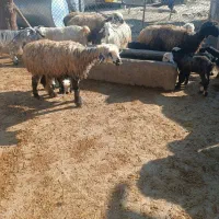 میش|حیوانات مزرعه|ایذه, |دیوار