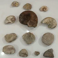 سنگ فسیل