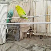 طوطی ملنگو ، برزیلی ، عروس و مرغ عشق|پرنده|ابهر, |دیوار