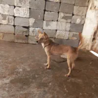 سگ ریز|سگ|برازجان, |دیوار