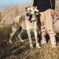 واگذاری سگ سرابی