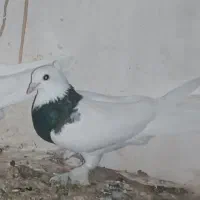 جفت کبوتر فروشی 500