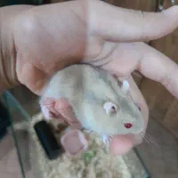 سلام دو عدد همستر زیبا و بازیگوش