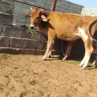 گاو و گوساله جلب گستر|حیوانات مزرعه|جیرفت, |دیوار