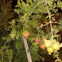 خدمات باغبانی