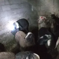 بره افشاری ماده|حیوانات مزرعه|دلند, |دیوار