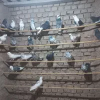 کبوتر پرشی وجنس