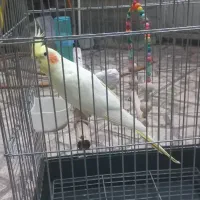 عروس هلندی با قفس