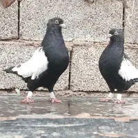 جفت جوجه چشم نوک سفید عتیغه