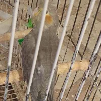 عروس هلندی|پرنده|اهواز, کیانشهر|دیوار