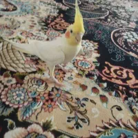 عروس هلندی
