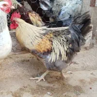 تعدادی خروس محلی فروشی|حیوانات مزرعه|توتکابن, |دیوار