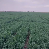 اجااره زمین کشاورزی|اجارهٔ دفتر صنعتی، کشاورزی، تجاری|اسفرورین, |دیوار