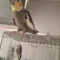 فروش یک جفت عروس هلندی مولد|پرنده|پردیس, فاز ۸|دیوار