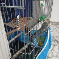 یک جفت عروس|پرنده|قم, شاه سید علی|دیوار