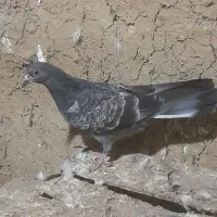 کبوتر پرشی|پرنده|گرمی, |دیوار