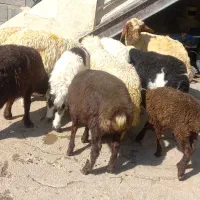 گوسفند نرو ماده
