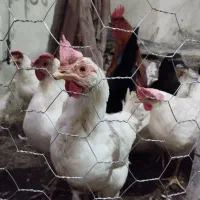 مرغ و خروس|حیوانات مزرعه|محمدیه-قزوین, |دیوار