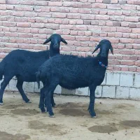 میش و قوچ|حیوانات مزرعه|میاندوآب, |دیوار