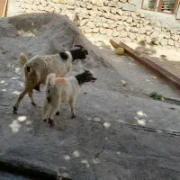 بز وبزغاله درجه یک