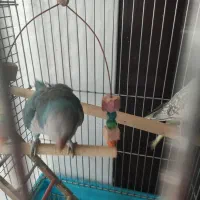 طوطی راهب آبی سرحال و بازیگوش