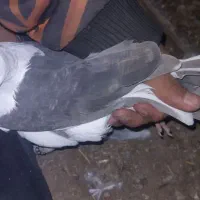 پرنده|پرنده|سرداران, |دیوار