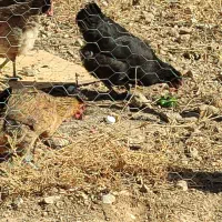 مرغ محلی سالم خوب با بهترین قیمت|حیوانات مزرعه|پاتاوه, |دیوار