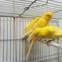 قناری رسمی بلند