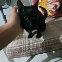 گربه خانگی|گربه|تهران, آذربایجان|دیوار