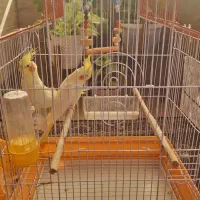 دو عدد پرنده عروس هلندی با قفس و لانه چوبی|پرنده|قائم‌شهر, |دیوار