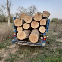 حرص و تیمار درختان به صورت علمی و خرید چوب|خدمات باغبانی و درختکاری|کمیجان, |دیوار