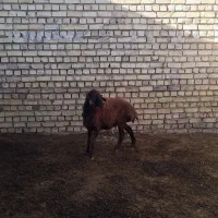 بره ماده پای قوچ|حیوانات مزرعه|خمین, |دیوار