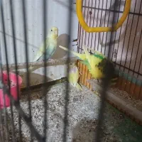 فروش یکجفت مرغ عشق مولد باچهارتا جوجه تازه دونخور|پرنده|ساری, |دیوار