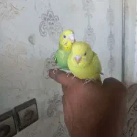 مرغ عشق و عروس هلندی