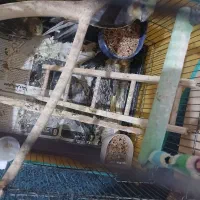 عروس هلندی|پرنده|کوچصفهان, |دیوار