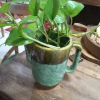 گل و|گل و گیاه طبیعی|مشهد, سراب|دیوار