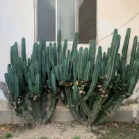کاکتوس