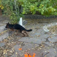 سگ ژرمن|سگ|رفسنجان, |دیوار