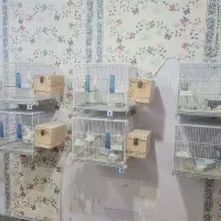 عروس هلندی لوتینو البینو  مولد جوجه دار سخنگو