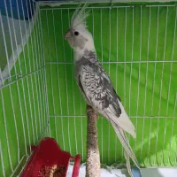 عروس هلندی نر ایزبلا مست و هیکلی تخفیف داره