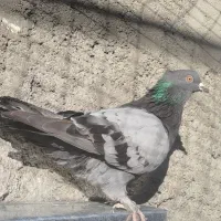 کبوترفروشی